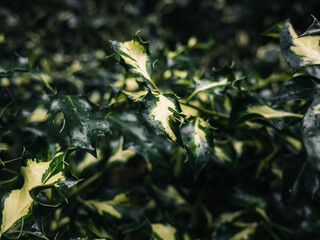 Holly leaves