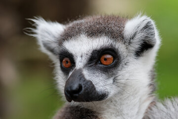 Lémurien, Zoo, France