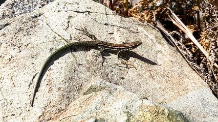 Endemic lizard of Corsica island