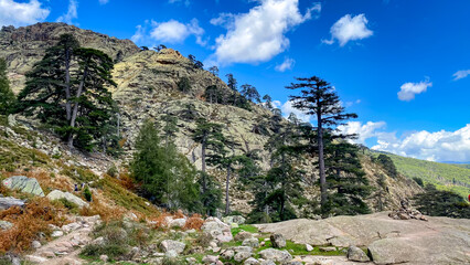 View of stream, trees, boulders and mountains from Cascades de Radule. On the way to the mountains Paglia Orba,  Corsica, France. 