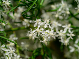 Close up flower of Shatavari plant on blur background.