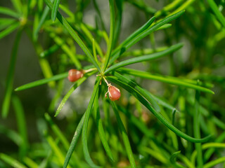 Close up fruit of Shatavari plant on blur background.