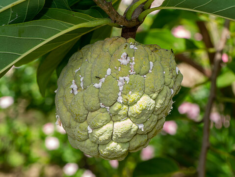 Close up Striped mealybug on Sugar Apple fruit.