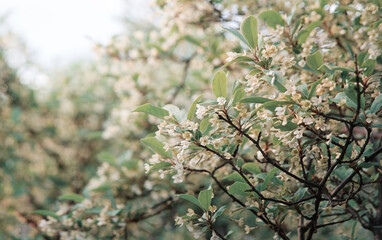 Flowering gumi branch. Natural background