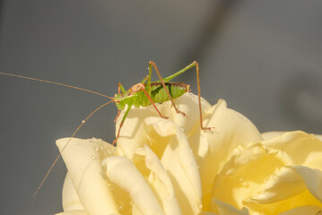 a grasshopper on a yellow rose