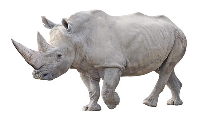 Southern white rhinoceros (Ceratotherium simum simum), PNG, isolated on transparent background - obrazy, fototapety, plakaty