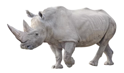 Foto auf Leinwand Southern white rhinoceros (Ceratotherium simum simum), PNG, isolated on transparent background © Robin