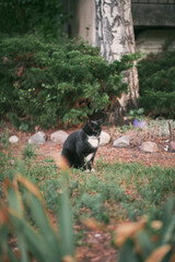 A black cat with a white chest and tabby sits in the garden near the cottage.