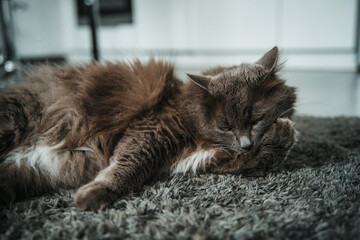 A gray adult cat lies on the floor and licks the paws