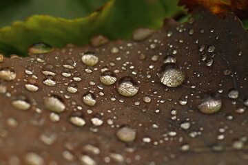 Populus tremula, dew drops on an aspen leaf, autumn mood