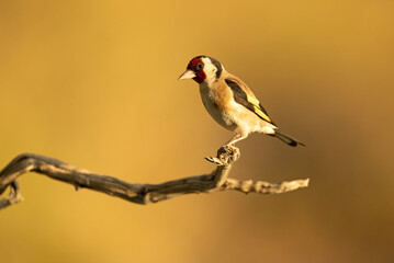 European goldfinch in a Mediterranean forest with the last lights of the afternoon