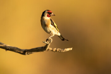 European goldfinch in a Mediterranean forest with the last lights of the afternoon