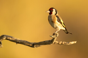 European goldfinch in a Mediterranean forest with the last lights of the afternoon