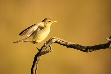 Melodious warbler on a branch near a natural lagoon with the first light of dawn in a Mediterranean forest