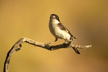 Woodchat shrike male on a branch within his breeding territory in a Mediterranean forest in the last light of the afternoon