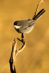 Sardinian warbler male on a branch near a natural spring in a Mediterranean forest in the last light of the afternoon