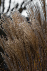 Schilfstrauch Reed stalks natural background
