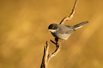 Sardinian warbler male on a branch in a Mediterranean forest with the last light of the day