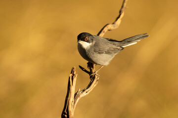 Sardinian warbler male on a branch in a Mediterranean forest with the last light of the day