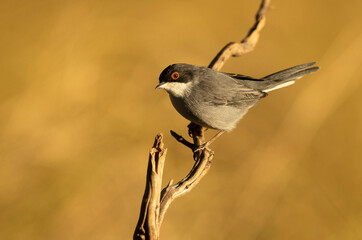 Sardinian warbler male on a branch near a natural spring in a Mediterranean forest in the last light of the afternoon