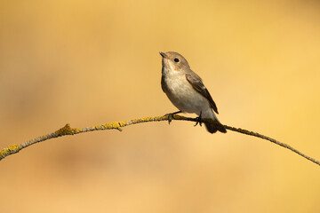 Pied flycatcher on a branch in a Mediterranean forest with the last light of the day