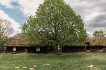 Obraz premium Samotne drzewo na wielskim podwórzu 