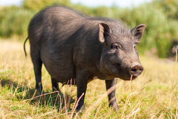 adult black pig