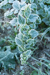 Frosty strawberries. Morning plants in an ice crust.
