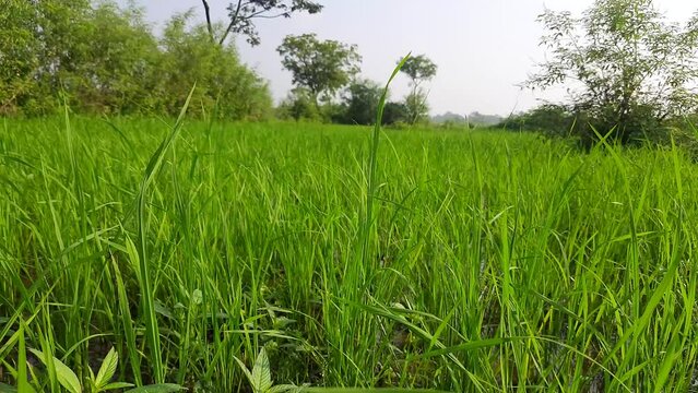 Paddy field  the rain season in India. Beautiful landscape and green rice field in the countryside. Young rice growing in the paddy field. Close up of growing rice plant. Paddy farm in Jharkhand India