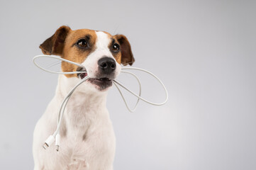 Jack russell terrier dog holding a type c cable in his teeth on a white background. 