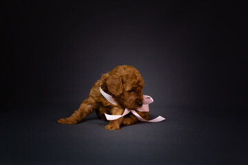 Beautiful puppy with a bow. Animal portrait of a dog. Little cute apricot poodle puppy. Dark background. Colorful postcard. Collection of funny animals. Copy space