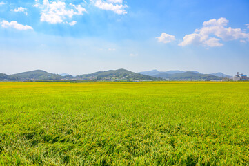 Korean traditional rice farming. Korean rice farming scenery. Korean rice paddies.Rice field and the sky in Ganghwa-do, Incheon, South Korea.