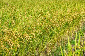 Korean traditional rice farming. Korean rice farming scenery. Korean rice paddies.Rice field and the sky in Ganghwa-do, Incheon, South Korea.