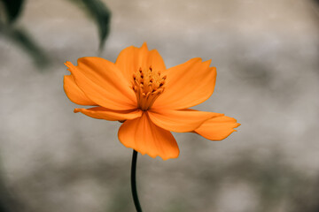 Orange Petals Cosmos flower and Green Leaf in the morning. Autumn Colors and mood of nature. Seasonal Fresh Flowers. Cosmos sulphureus. a species of flowering plant  in the sunflower family Asteraceae