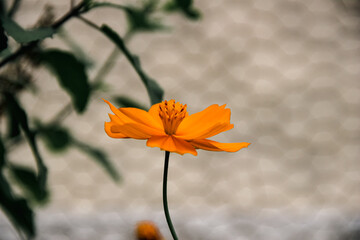 Orange Petals Cosmos flower in the morning. Autumn Colors and mood of nature. Seasonal Fresh Flowers. Cosmos sulphureus. a species of flowering plant  in the sunflower family Asteraceae