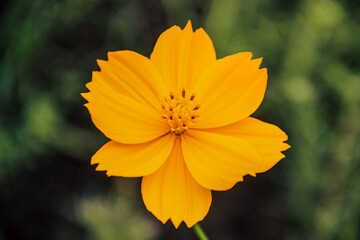 Yellow Cosmos flower on a green background.. Autumn Colors and mood of nature. Seasonal Fresh Flowers. Cosmos sulphureus. a species of flowering plant in the sunflower family Asteraceae.
