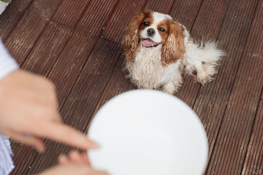 Close up of white pet plate with cropped human hands. Feeding and training of smart dog Cavalier King Charles spaniel 