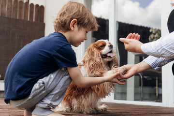 Side view little curious boy feed and training smart dog coker spaniel near house. Animal give paw to cropped woman hand - obrazy, fototapety, plakaty