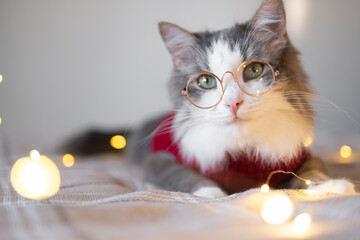 A cute cat in a red sweater is resting on the bed. A gray kitten with glasses reading a book....