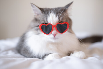 Cute funny cat in red heart-shaped sunglasses sits on a white bed. Postcard with cat with space for...