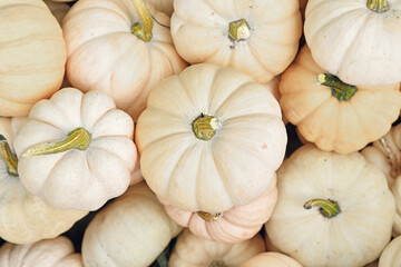 Top view of many small white Baby Boo pumpkin in pile