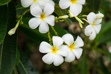 White Frangipani flower Plumeria alba with green leaves