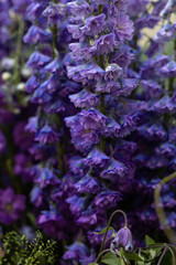 purple flowers in the garden