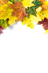 Border of Autumn bright colorful maple leaves on white. Top view with copy space