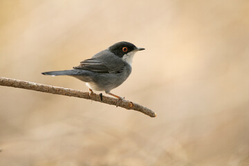 Sardinian warbler male on a branch in a Mediterranean forest with the last light of the day