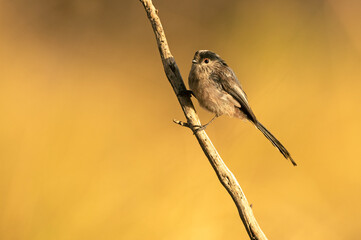 Long-tailed tit on a branch near a natural spring in a Mediterranean forest in the last light of the afternoon