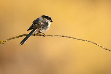 Long-tailed tit on a branch near a natural spring in a Mediterranean forest in the last light of the afternoon