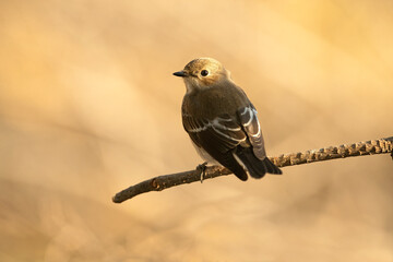 Pied flycatcher with winter plumage on a branch near a natural water point in a Mediterranean forest with the first light of dawn