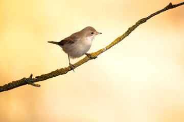 Common whitethroat on a branch of a hawthorn thicket in its territory with the first light of dawn in a Mediterranean forest