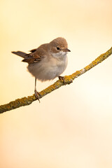 Common whitethroat on a branch of a hawthorn thicket in its territory with the first light of dawn in a Mediterranean forest
